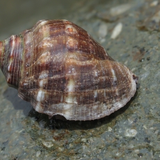 Raudonžiotė suktoji uolinukė - Stramonita haemastoma | Fotografas Gintautas Steiblys