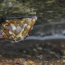 Raudonžiotė suktoji uolinukė - Stramonita haemastoma | Fotografas Gintautas Steiblys