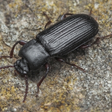 Juodvabalis - Pelleas crotchi | Fotografas Gintautas Steiblys