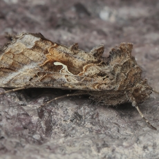 Gaminis žvilgūnas - Autographa gamma | Fotografas Gintautas Steiblys