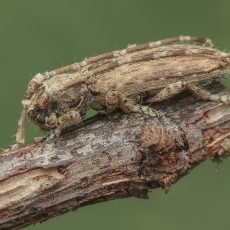 Ūsuotis - Deroplia annulicornis | Fotografas Gintautas Steiblys
