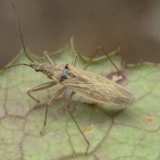 Vikrioji skerdblakė - Nabis pseudoferus ssp. ibericus | Fotografas Gintautas Steiblys