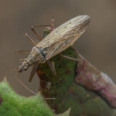 Vikrioji skerdblakė - Nabis pseudoferus ssp. ibericus | Fotografas Gintautas Steiblys