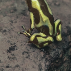 Spalvingoji medlaipė - Dendrobates auratus | Fotografas Gintautas Steiblys