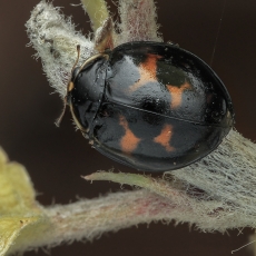 Azijinė boružė - Harmonia axyridis | Fotografas Gintautas Steiblys