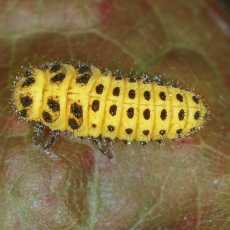 Dvidešimtdvitaškė boružė - Psyllobora vigintiduopunctata, lerva | Fotografas Gintautas Steiblys