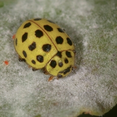 Dvidešimtdvitaškė boružė - Psyllobora vigintiduopunctata | Fotografas Gintautas Steiblys