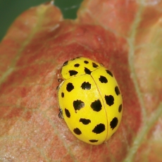 Dvidešimtdvitaškė boružė - Psyllobora vigintiduopunctata | Fotografas Gintautas Steiblys