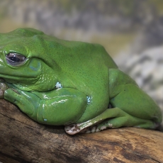 Australinė žalioji kvaksė - Ranoidea caerulea | Fotografas Gintautas Steiblys
