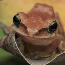 Dėmėtoji skraidvarlė - Polypedates maculatus | Fotografas Gintautas Steiblys