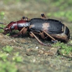 Bombožygis - Pheropsophus lissoderus | Fotografas Gintautas Steiblys