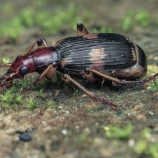 Bombožygis - Pheropsophus lissoderus | Fotografas Gintautas Steiblys