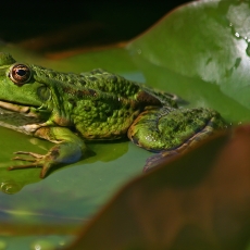 Mažoji kūdrinė varlė - Pelophylax lessonae | Fotografas Gintautas Steiblys