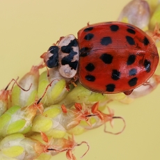 Azijinė boružė - Harmonia axyridis | Fotografas Gintautas Steiblys