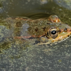 Karpato salos varlė - Pelophylax cerigensis | Fotografas Gintautas Steiblys