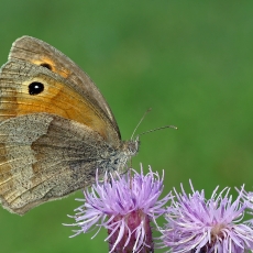 Paprastasis jautakis satyras - Maniola jurtina | Fotografas Gintautas Steiblys