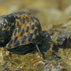 Kūginis sukutis - Phorcus turbinatus | Fotografas Gintautas Steiblys