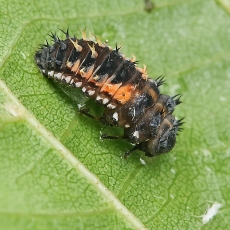Azijinė boružė - Harmonia axyridis, lerva | Fotografas Gintautas Steiblys