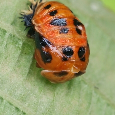 Azijinė boružė - Harmonia axyridis, lėliukė | Fotografas Gintautas Steiblys