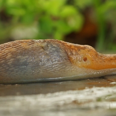 Gelsvasis šliužys - Limacus flavus | Fotografas Gintautas Steiblys