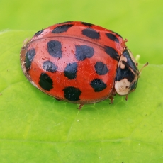 Azijinė boružė - Harmonia axyridis | Fotografas Gintautas Steiblys