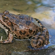 Ežerinė varlė - Pelophylax ridibundus | Fotografas Gintautas Steiblys
