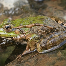 Ežerinė varlė - Pelophylax ridibundus | Fotografas Gintautas Steiblys