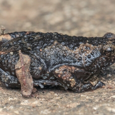 Pilkrudė rutuliškoji siauraburnė - Uperodon obscurus | Fotografas Gintautas Steiblys