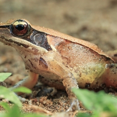 Giuntherio auksanugarė varlė - Hylarana temporalis | Fotografas Gintautas Steiblys