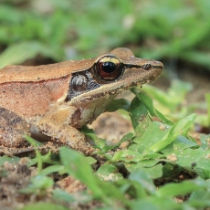 Giuntherio auksanugarė varlė - Hylarana temporalis | Fotografas Gintautas Steiblys