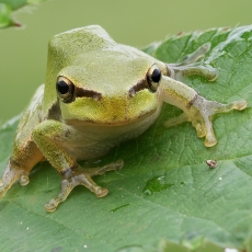Rytinė medvarlė - Hyla orientalis | Fotografas Gintautas Steiblys
