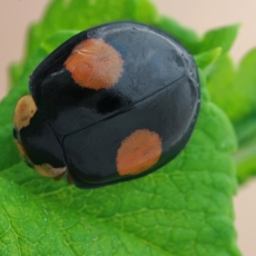 Azijinė boružė - Harmonia axyridis | Fotografas Gintautas Steiblys