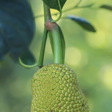 Stambusis duonmedis - Artocarpus heterophyllus | Fotografas Gintautas Steiblys