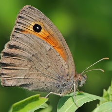 Paprastasis jautakis satyras - Maniola jurtina | Fotografas Gintautas Steiblys
