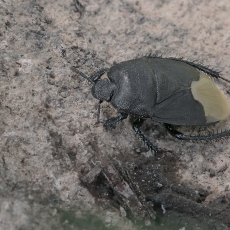 [node:tiGelsvauodegė urvablakė - Cydnus aterrimus | Fotografas Gintautas Steiblys