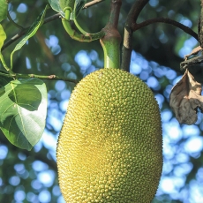 Stambusis duonmedis - Artocarpus heterophyllus | Fotografas Gintautas Steiblys