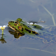 Mažoji kūdrinė varlė - Pelophylax lessonae | Fotografas Gintautas Steiblys