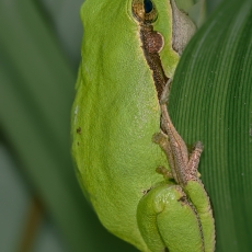 Rytinė medvarlė - Hyla orientalis | Fotografas Gintautas Steiblys