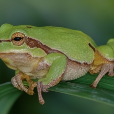 Rytinė medvarlė - Hyla orientalis | Fotografas Gintautas Steiblys