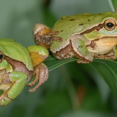 Rytinės medvarlės - Hyla orientalis | Fotografas Gintautas Steiblys
