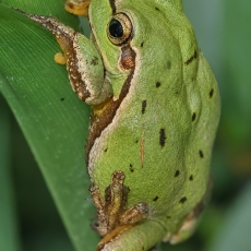 Rytinė medvarlė - Hyla orientalis | Fotografas Gintautas Steiblys