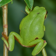 Rytinė medvarlė - Hyla orientalis | Fotografas Gintautas Steiblys
