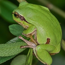 Rytinė medvarlė - Hyla orientalis | Fotografas Gintautas Steiblys