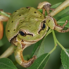 Rytinė medvarlė - Hyla orientalis | Fotografas Gintautas Steiblys