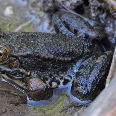 Levantinė varlė - Pelophylax bedriagae | Fotografas Gintautas Steiblys