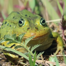 Mažoji kūdrinė varlė - Pelophylax lessonae | Fotografas Gintautas Steiblys