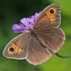 Paprastasis jautakis satyras - Maniola jurtina ♀ | Fotografas Gintautas Steiblys