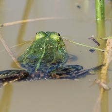 Mažoji kūdrinė varlė - Pelophylax lessonae | Fotografas Gintautas Steiblys