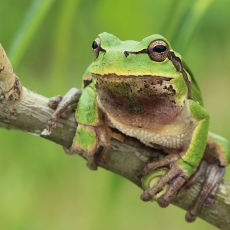 Rytinė medvarlė - Hyla orientalis | Fotografas Gintautas Steiblys