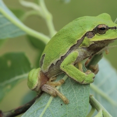 Rytinė medvarlė - Hyla orientalis | Fotografas Gintautas Steiblys